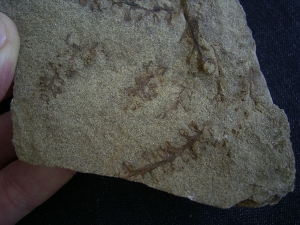 Calamophyton primaevum, Samenstand