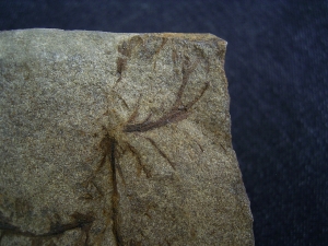 Calamophyton primaevum, Samenstand