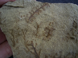 Calamophyton primaevum, Samenstand