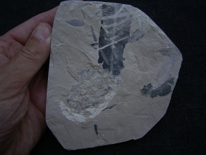 Jura-Pflanze Fruchtstand