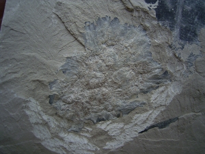 Jura-Pflanze Fruchtstand