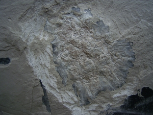 Jura-Pflanze Fruchtstand