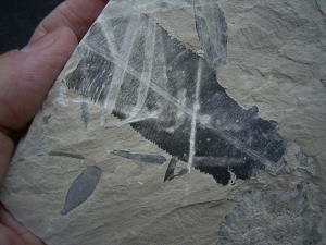 Jura-Pflanze Fruchtstand