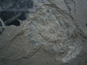 Jura-Pflanze Fruchtstand