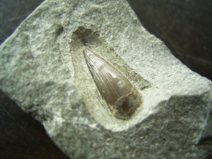 Ichthyosaurier-Zahn aus Holzmaden