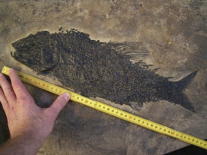 Top-Museumsstück, Trias Fisch Paralepidotus