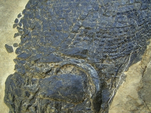 Top-Museumsstück, Trias Fisch Paralepidotus