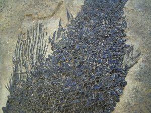 Top-Museumsstück, Trias Fisch Paralepidotus