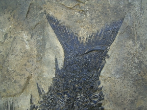 Top-Museumsstück, Trias Fisch Paralepidotus