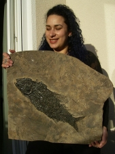 Top-Museumsstück, Trias Fisch Paralepidotus