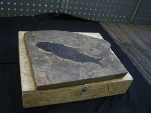 Top-Museumsstück, Trias Fisch Paralepidotus