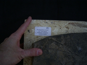 Top-Museumsstück, Trias Fisch Paralepidotus