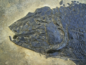 Top-Museumsstück, Trias Fisch Paralepidotus