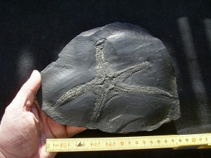 Palasteriscus devonicus, Bundenbach