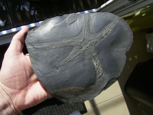 Palasteriscus devonicus, Bundenbach