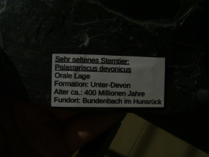 Palasteriscus devonicus, Bundenbach