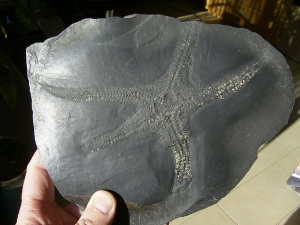 Palasteriscus devonicus, Bundenbach