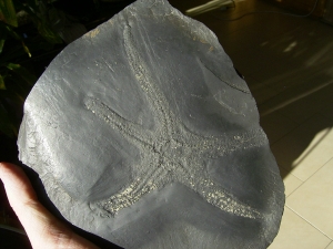 Palasteriscus devonicus, Bundenbach