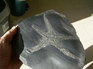 Palasteriscus devonicus, Bundenbach