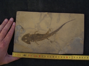 Sclerocephalus, Dachschaedel-Lurch