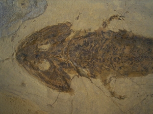 Sclerocephalus, Dachschaedel-Lurch