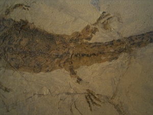 Sclerocephalus, Dachschaedel-Lurch