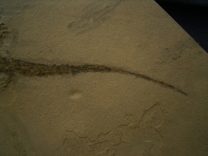 Sclerocephalus, Dachschaedel-Lurch