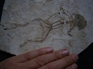 Frosch Fossil aus der Kreide