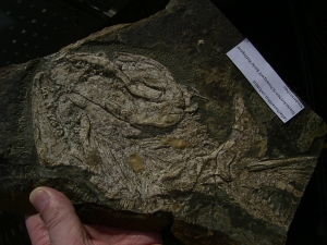 Hai Schädel Lebachacanthus