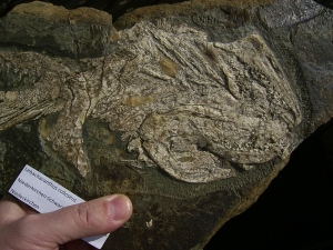 Hai Schädel Lebachacanthus