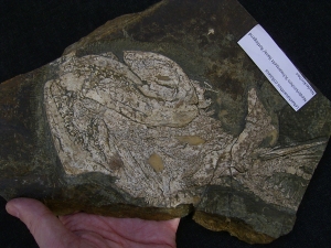 Hai Schädel Lebachacanthus