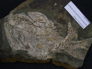 Hai Schädel Lebachacanthus