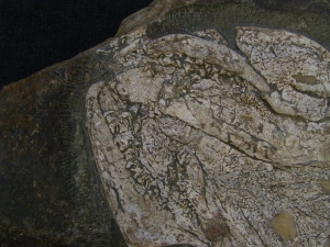 Hai Schädel Lebachacanthus