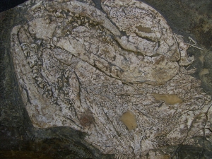 Hai Schädel Lebachacanthus