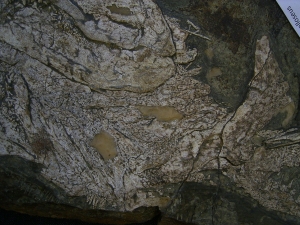 Hai Schädel Lebachacanthus