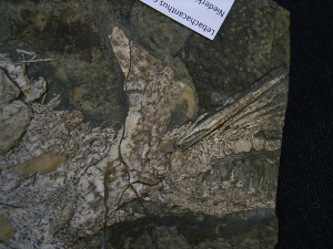 Hai Schädel Lebachacanthus