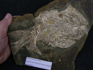 Hai Schädel Lebachacanthus