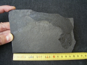 Quastenflosser Coelacanthus granulatus