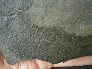 Quastenflosser Coelacanthus granulatus