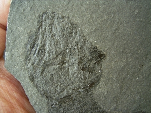 Quastenflosser Coelacanthus granulatus