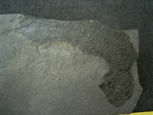 Quastenflosser Coelacanthus granulatus