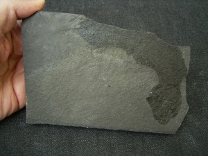 Quastenflosser Coelacanthus granulatus