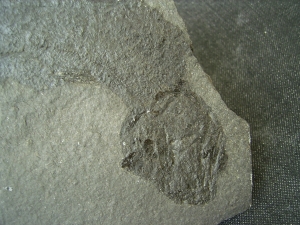 Quastenflosser Coelacanthus granulatus