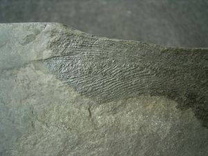 Quastenflosser Coelacanthus granulatus