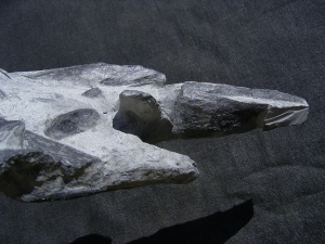 Panzerfische Rhinopteraspis dunensis