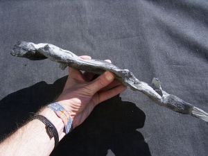 Panzerfische Rhinopteraspis dunensis