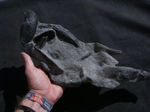 Panzerfische Rhinopteraspis dunensis