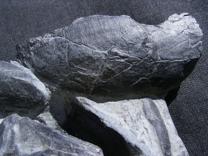 Panzerfische Rhinopteraspis dunensis