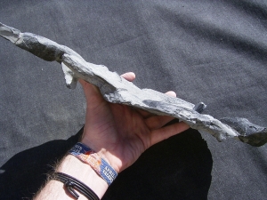 Panzerfische Rhinopteraspis dunensis