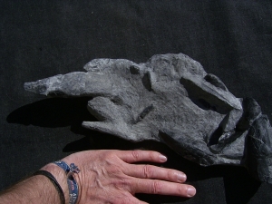 Panzerfische Rhinopteraspis dunensis